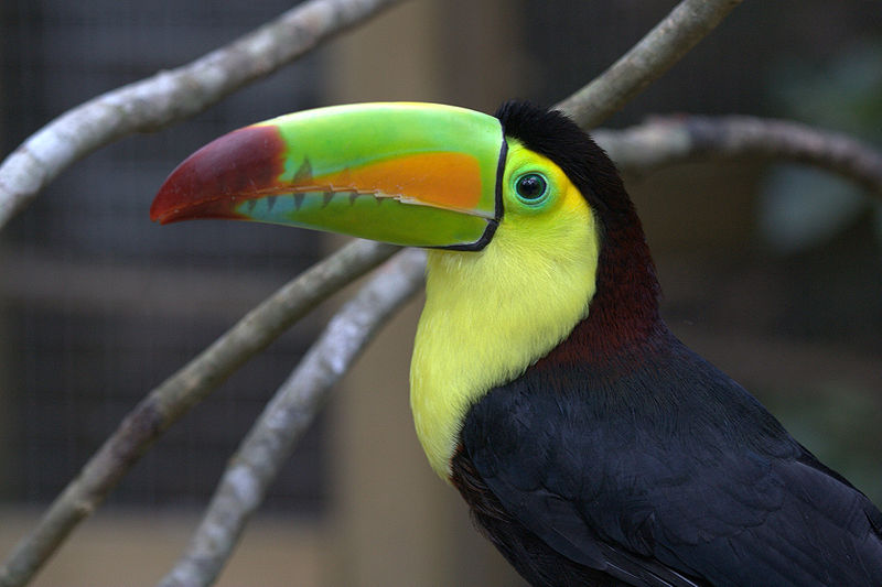 Hard Toucan meme template