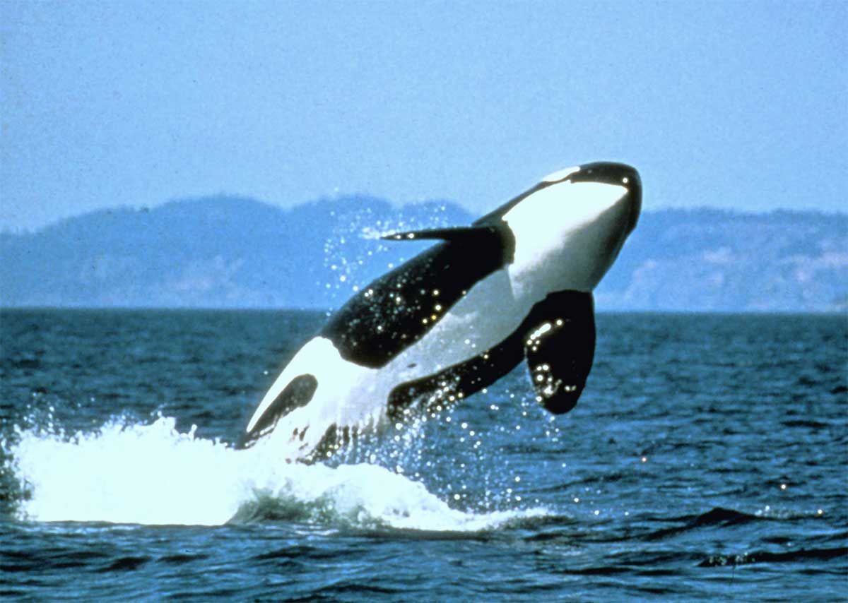 "HARLEY EXTERIORS, BITE OF SEATTLE, ORCA, WHALE WATCHING TICKET! meme template