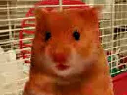 Plantilla de meme harry the hamster