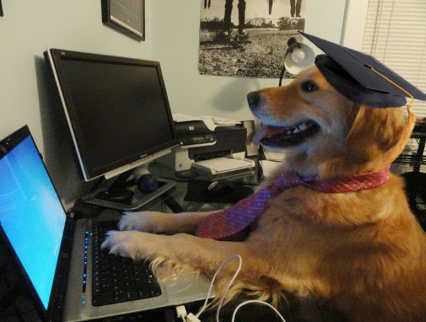 Template meme Have no idea graduated dog