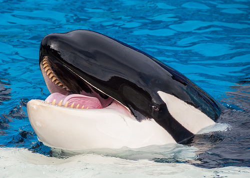 Plantilla de meme Hehehe orca