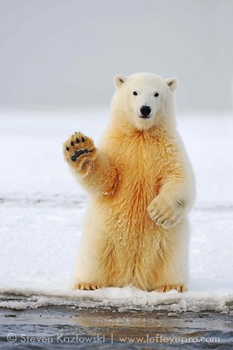 Plantilla de meme hello polar bear