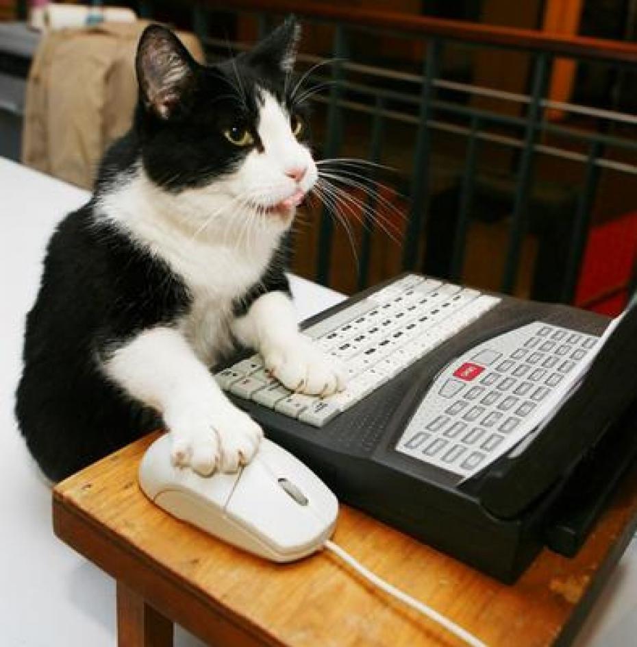 Plantilla de meme hello this is mr cat