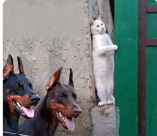 Plantilla de meme Hidden cat