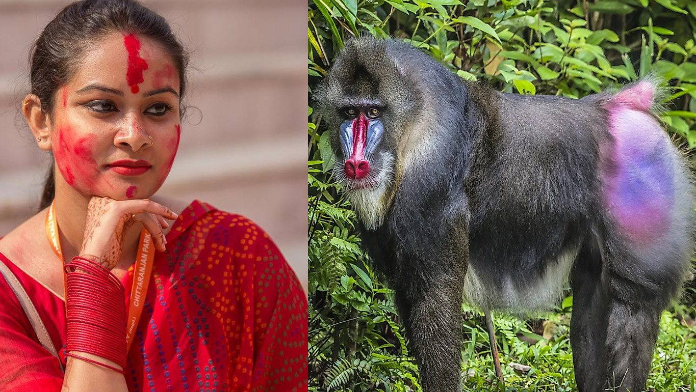 Plantilla de meme Hindu Mandrill Meme