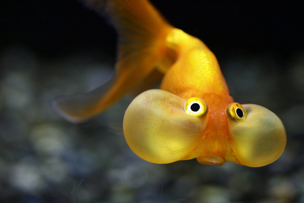 hold your breath goldfish meme template
