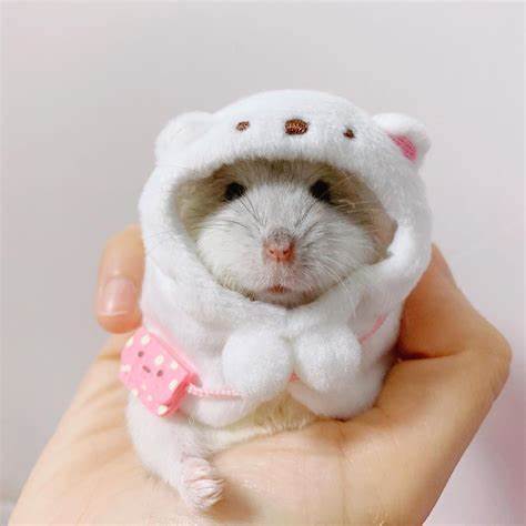 Plantilla de meme holding hamster