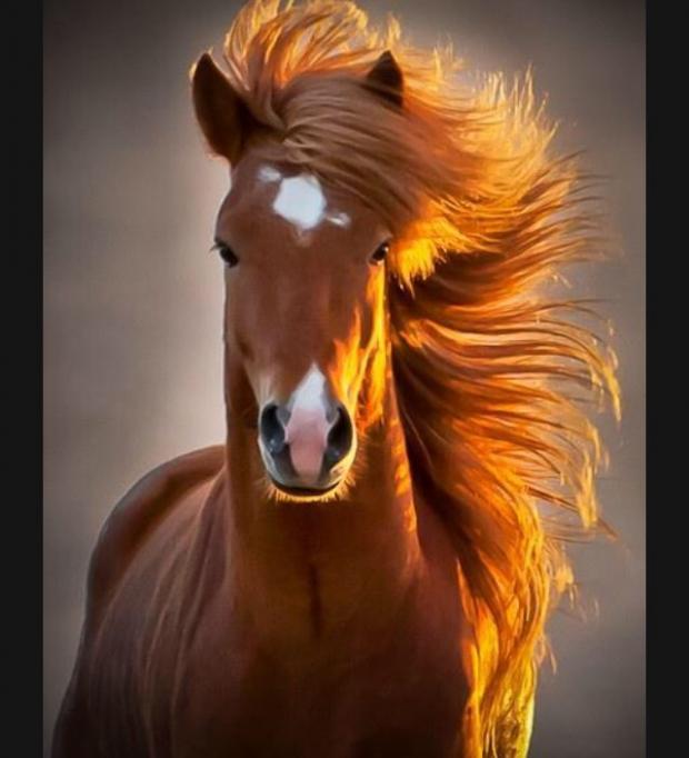 Horse meme template