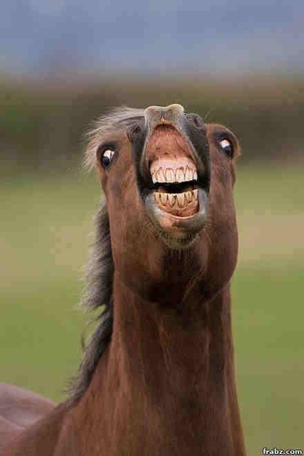 Plantilla de meme horse face