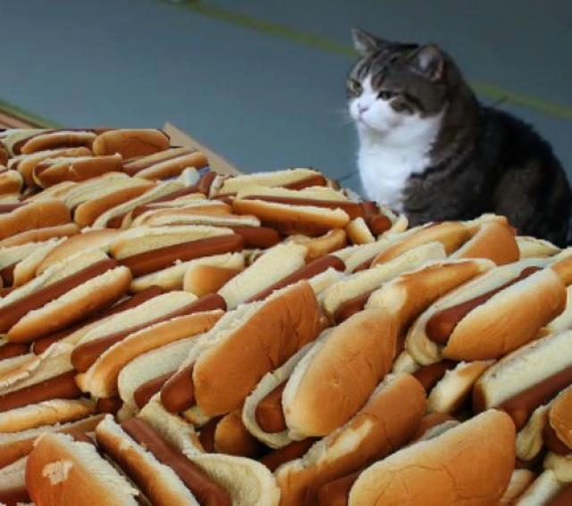 Plantilla de meme Hot dog cat