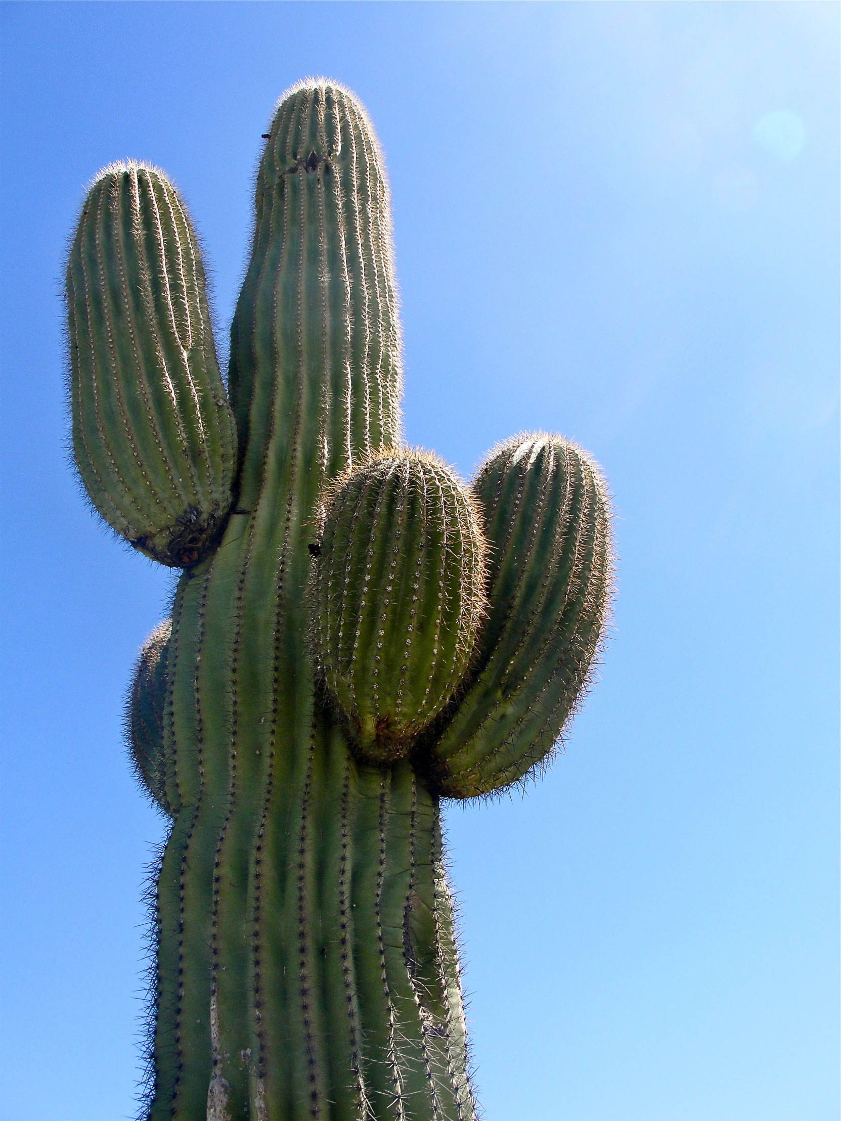 huge catus meme template