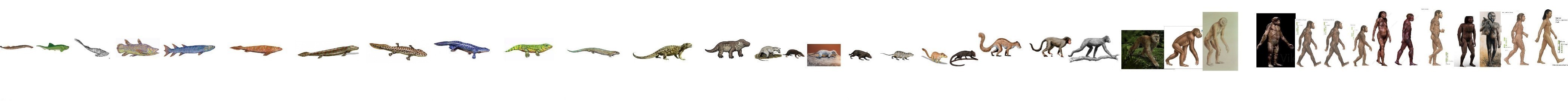 Human Evolution meme template