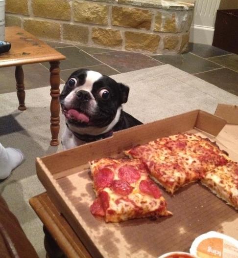 Plantilla de meme Hungry Pizza Dog