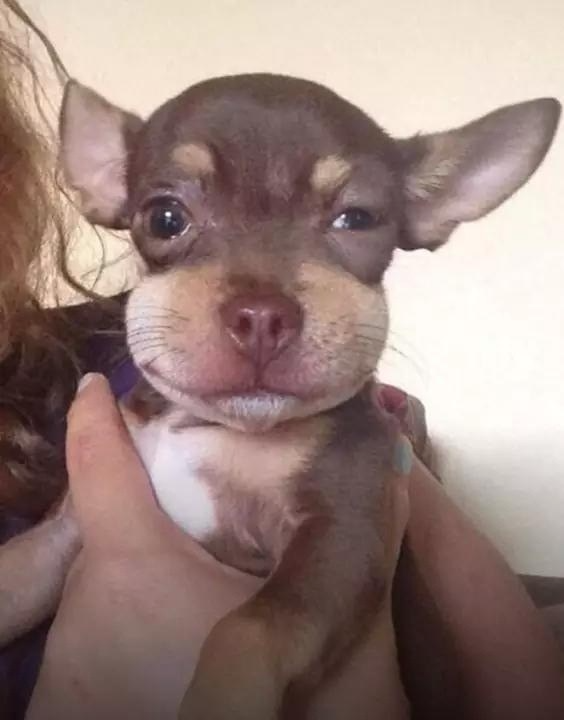 Template meme I ate bee dog