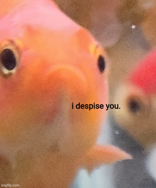 I despise you meme template