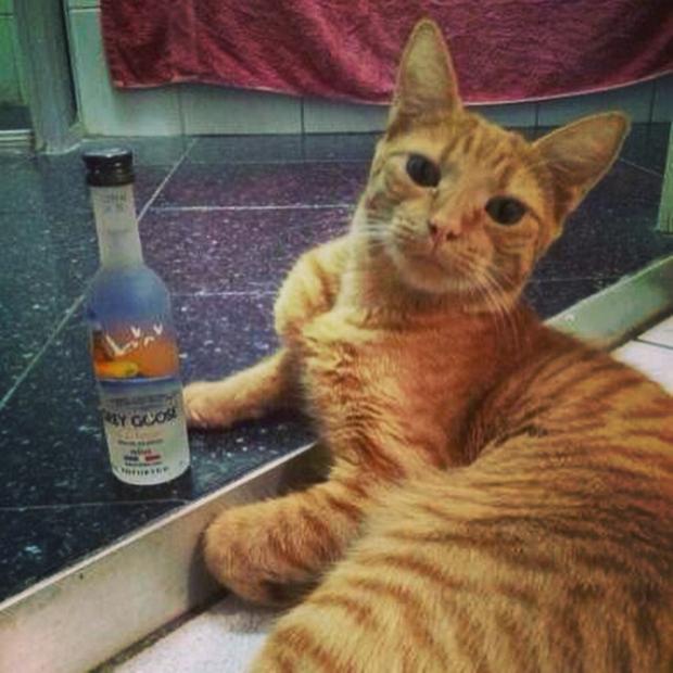 Template meme I don't always have vodka
