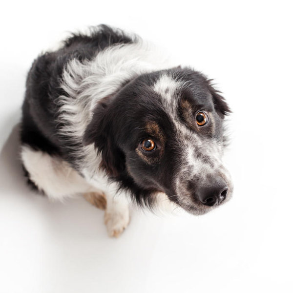 Template meme I have no idea what I'm doing border collie