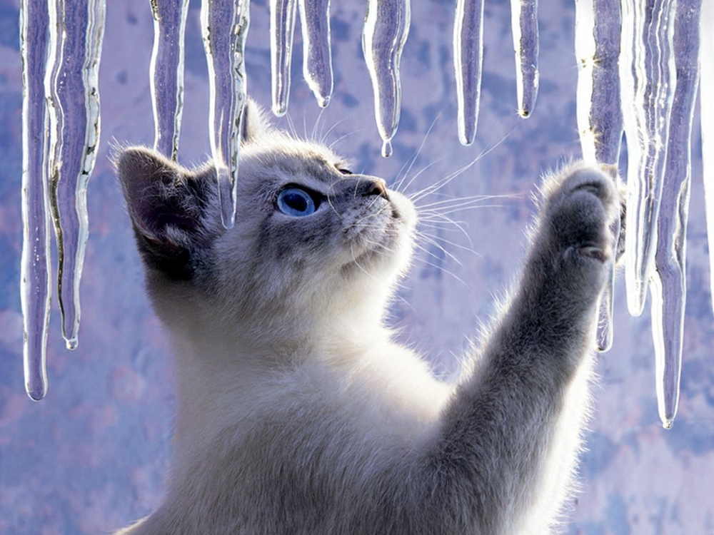Plantilla de meme icicles