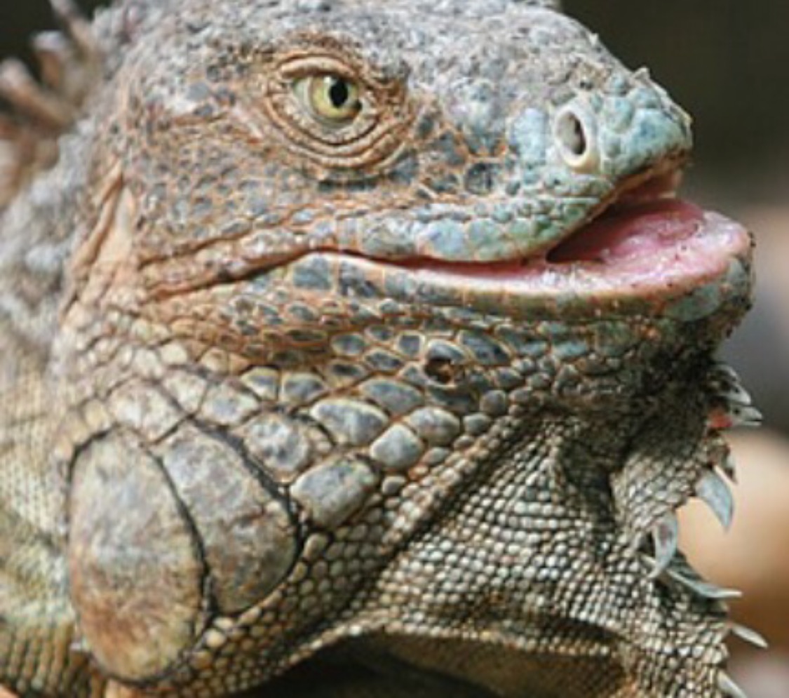 Plantilla de meme Iguana