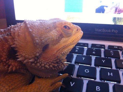 Plantilla de meme iguana coder
