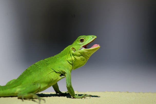 Iguana wish you  meme template