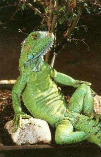 Plantilla de meme iguana213424