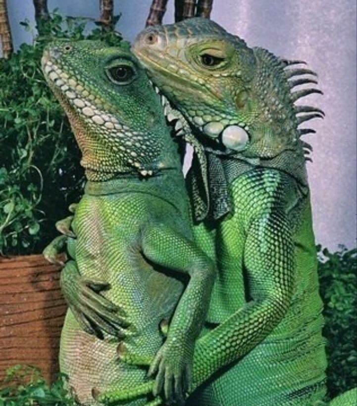 Plantilla de meme Iguanas 