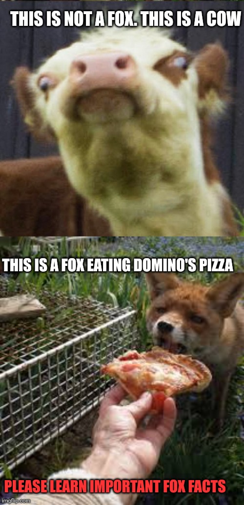 Plantilla de meme Important fox facts