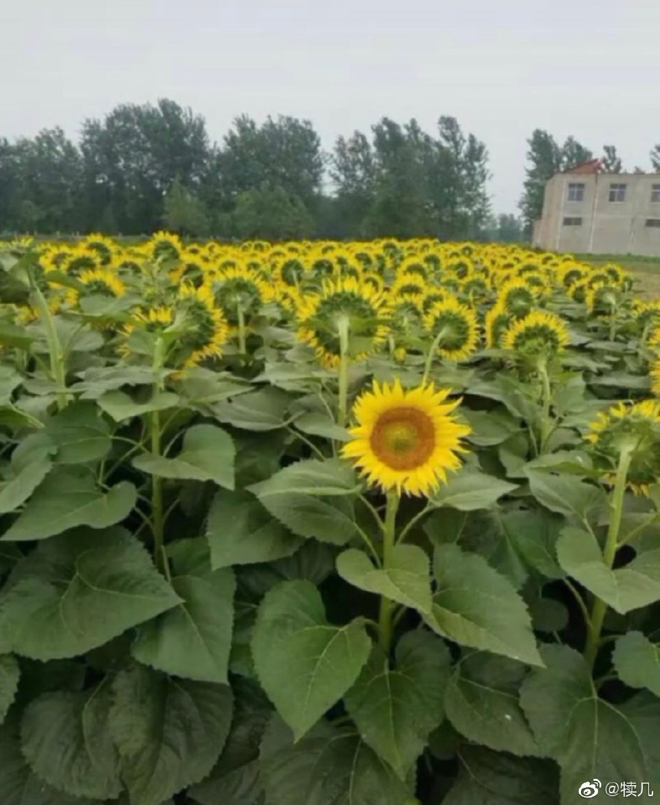 Individuality sunflower meme template