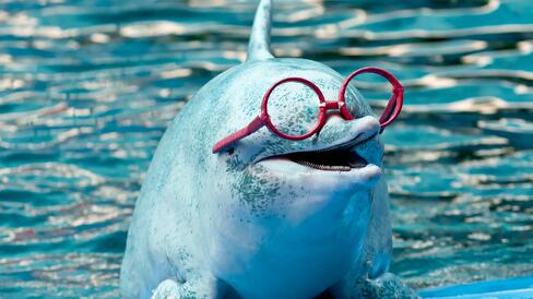Informational Porpoise meme template