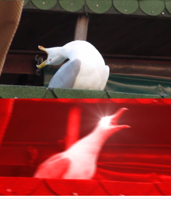 Plantilla de meme *inhale* bird meme