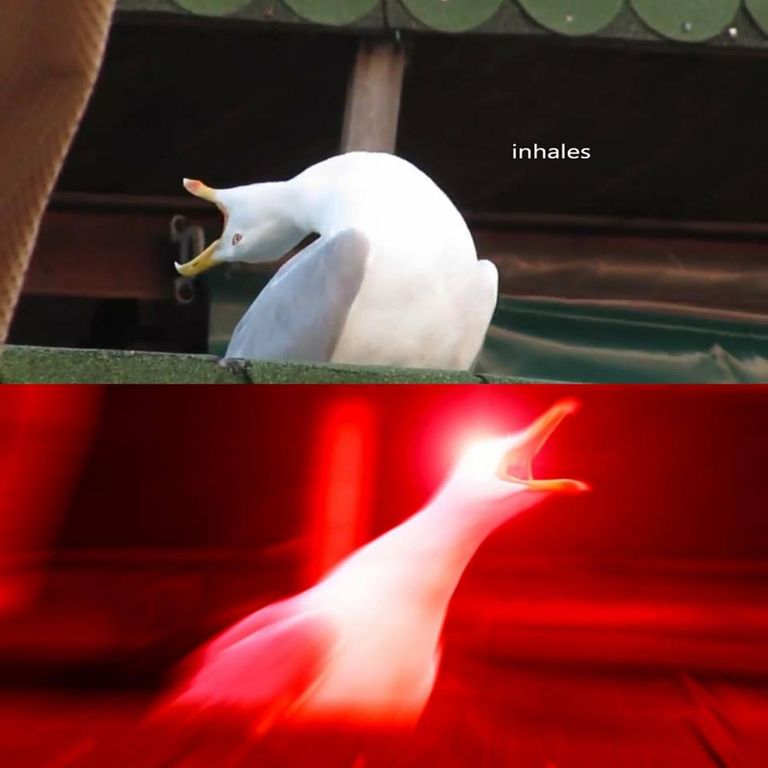 Template meme inhaling bird meme