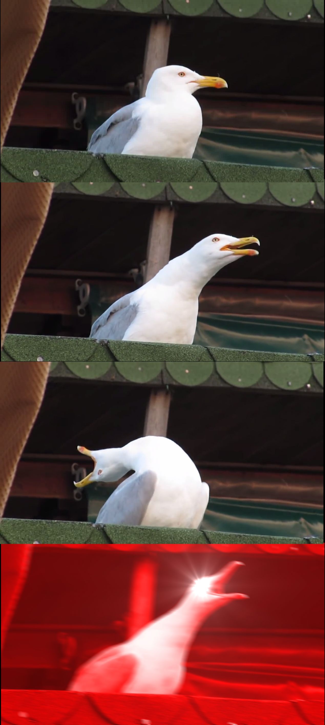 Template meme Inhaling Seagull