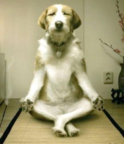 Plantilla de meme Inner Peace Dog