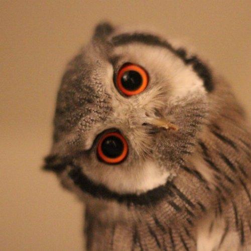 inquisitve owl meme template