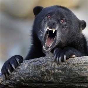 Plantilla de meme insane confession bear