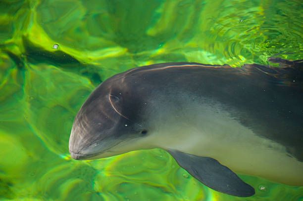 Plantilla de meme Intensive Porpoises