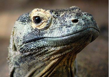 Plantilla de meme Interested Komodo Dragon