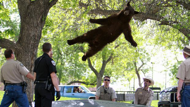 Plantilla de meme Isaac Newton's bear