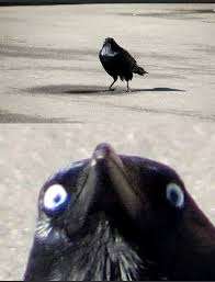 Template meme It would be a shame bird