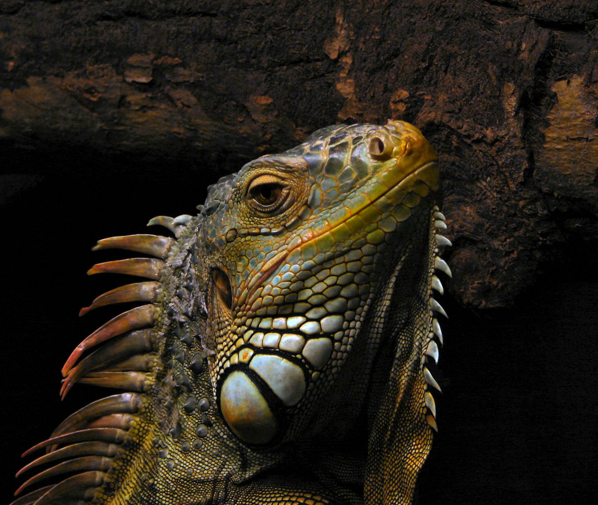 Plantilla de meme ITAR Iguana
