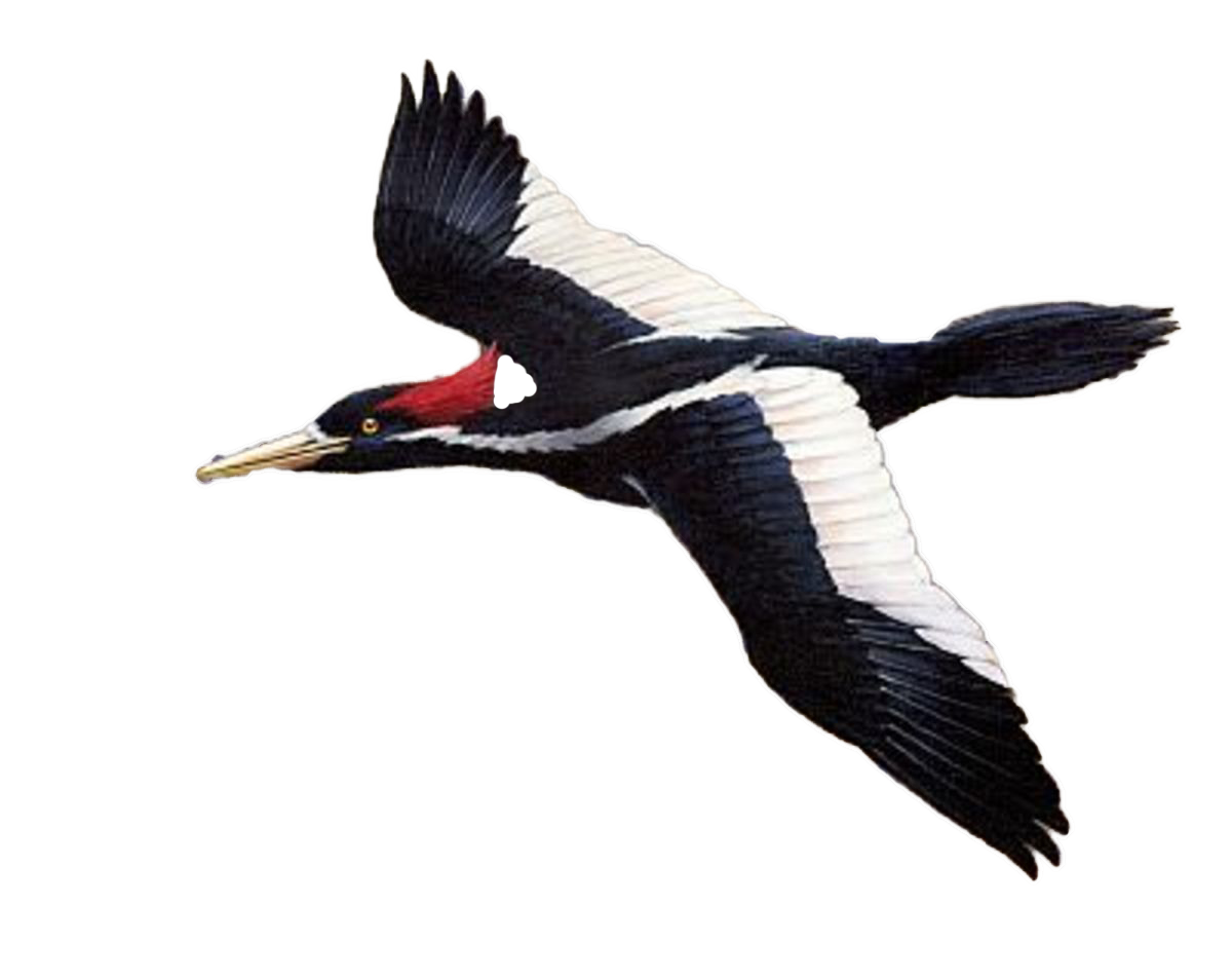 Ivory-billed Woodpecker meme template