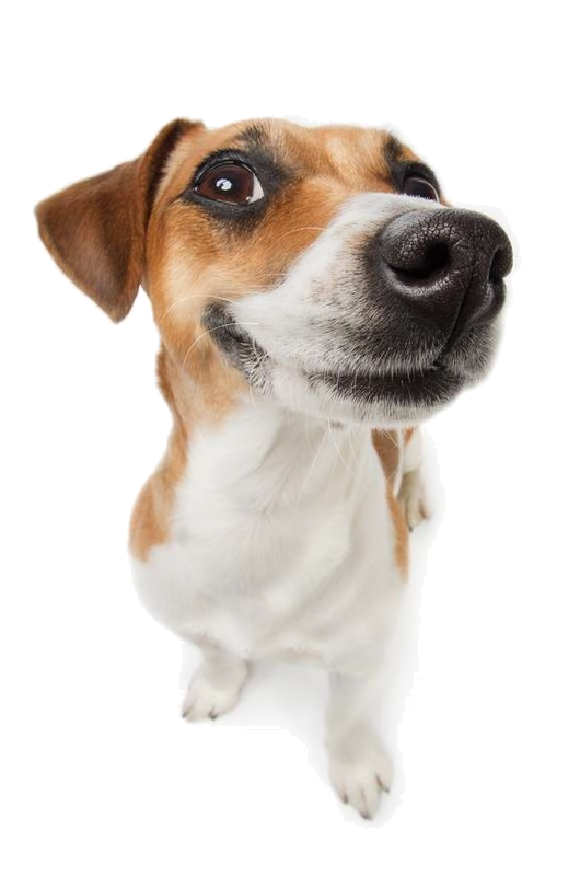 Plantilla de meme jack russell