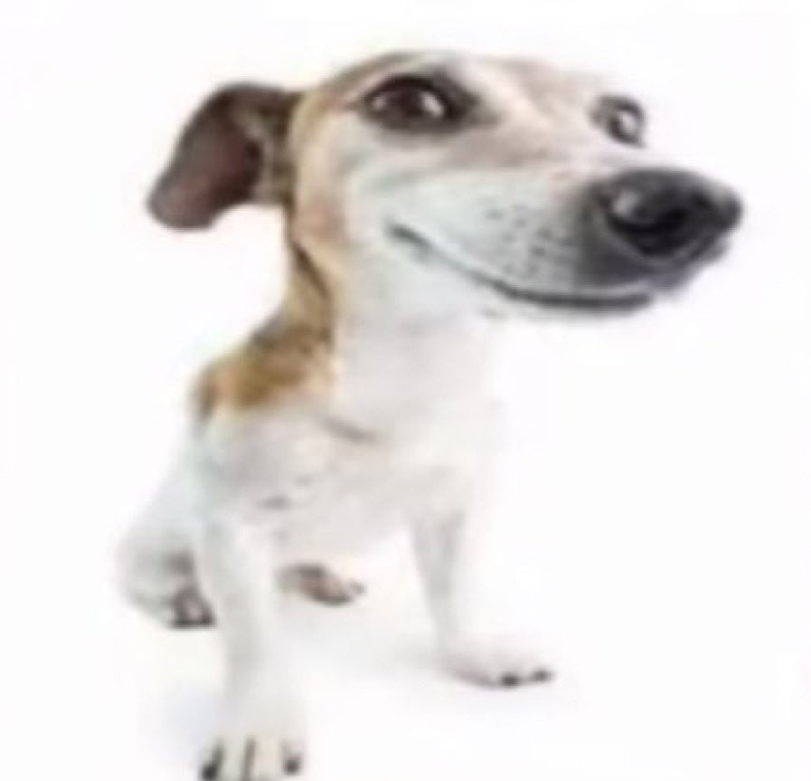 Template meme Jack Russell terrier stock photo