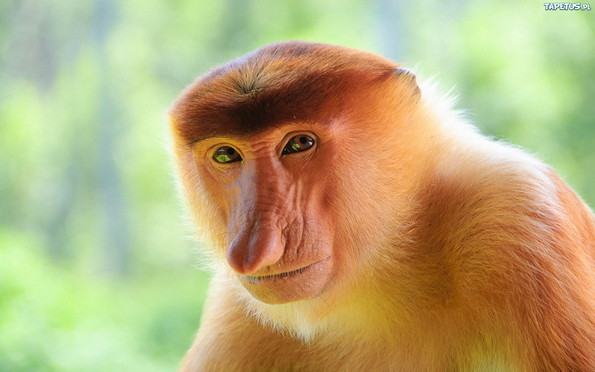 Plantilla de meme Janusz Monkey