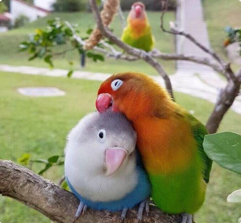 Plantilla de meme Jealous bird