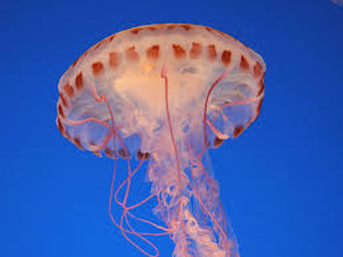 Plantilla de meme jellyfish