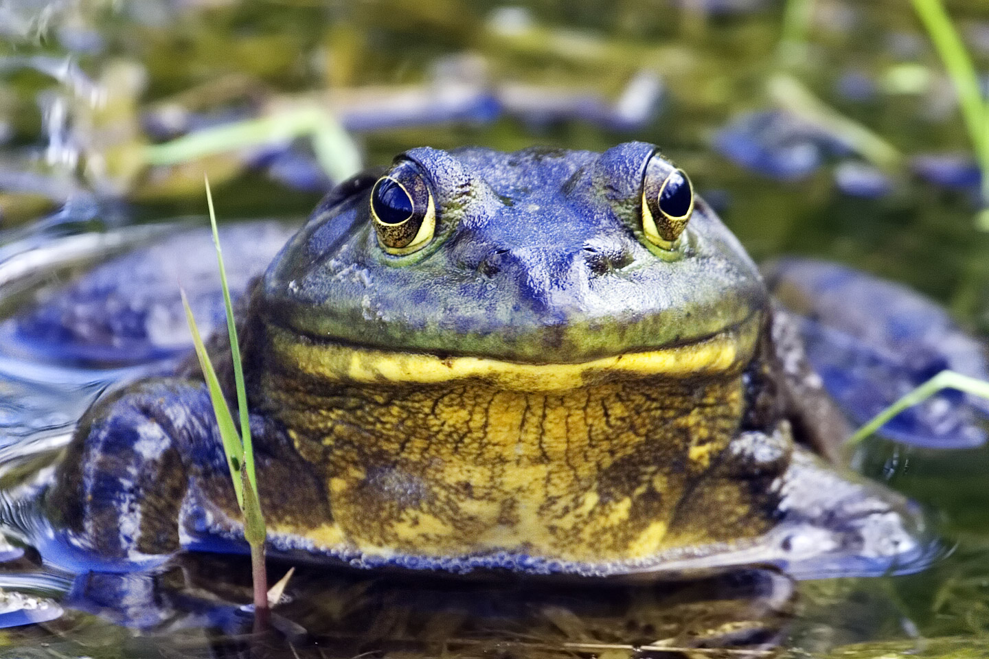 Jeremiah Bullfrog meme template