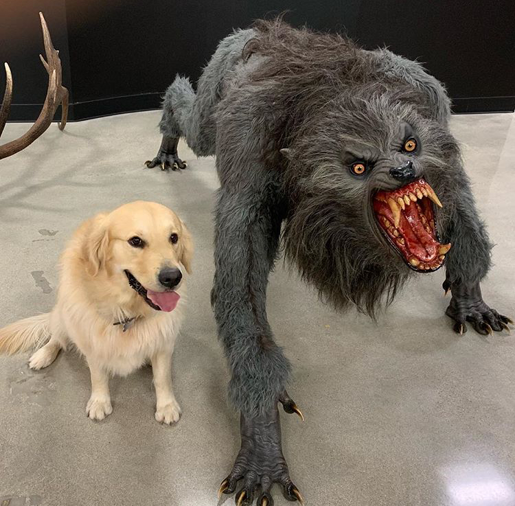 Template meme Joe rogan dog