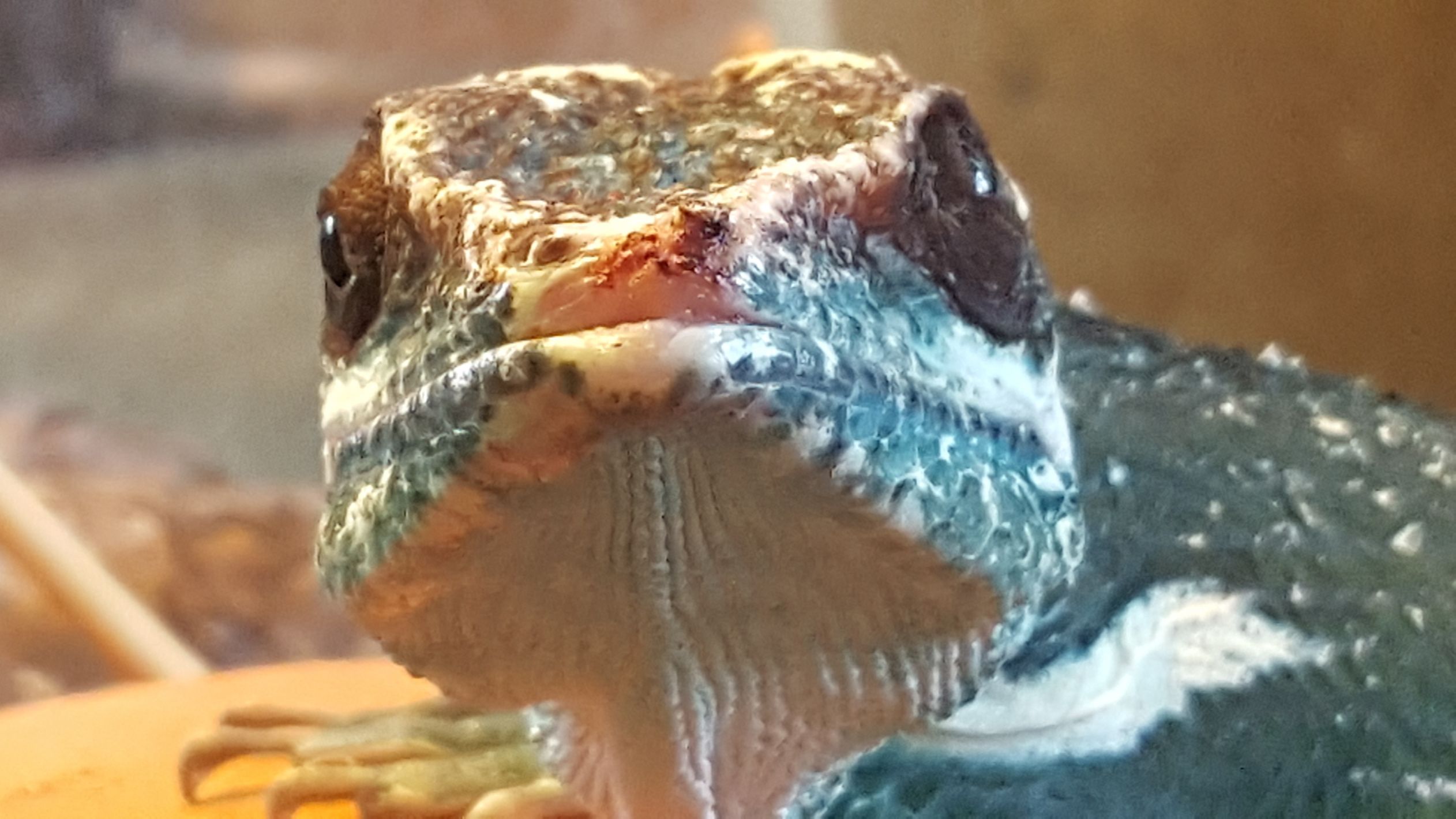 Judgemental Salamander meme template
